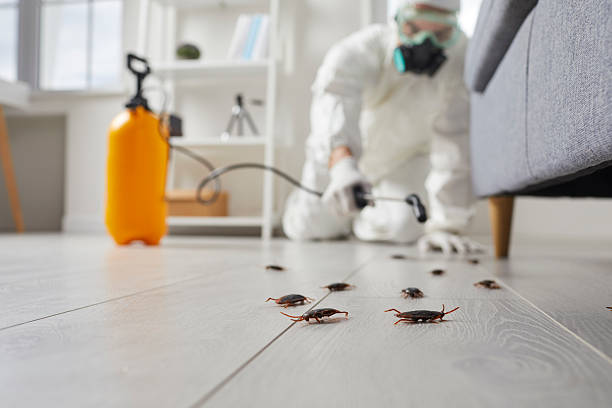 Post-Treatment Bed Bug Interceptor Monitoring in Bradley